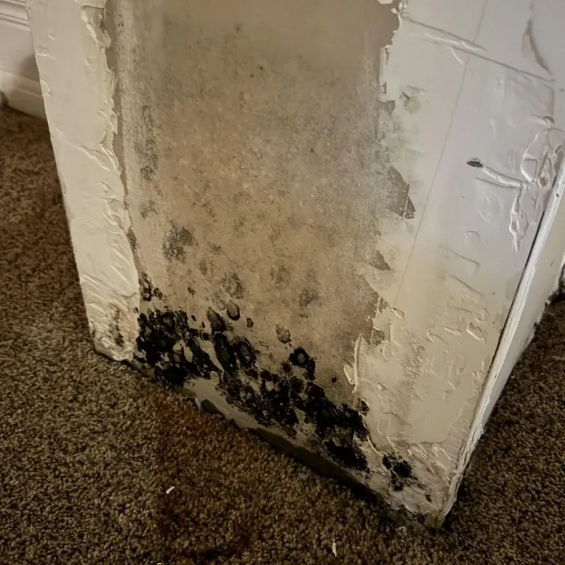 Professional Mold Removal in Greenville, GA